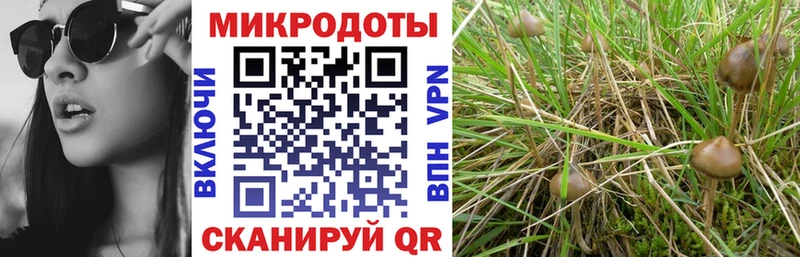 Купить где  Галич  Псилоцибиновые грибы Psilocybe 